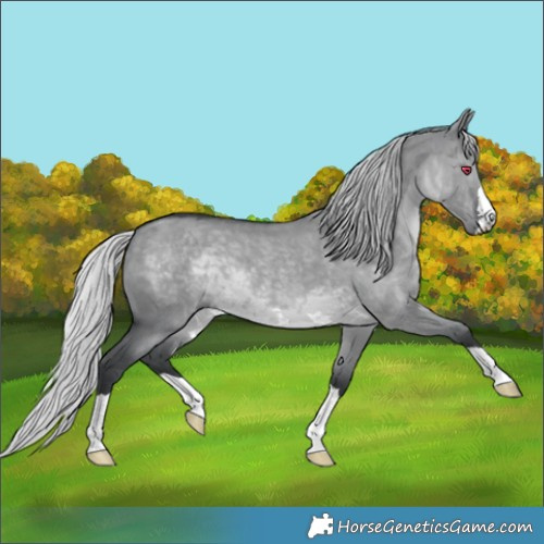 Horse Color:Silver Grullo Chinchilla 