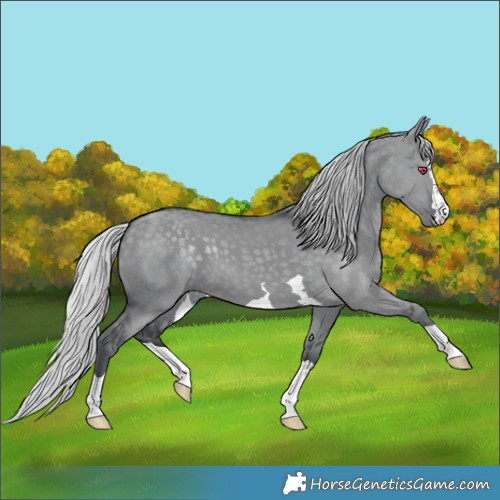 Horse Color:Silver Grullo Chinchilla 