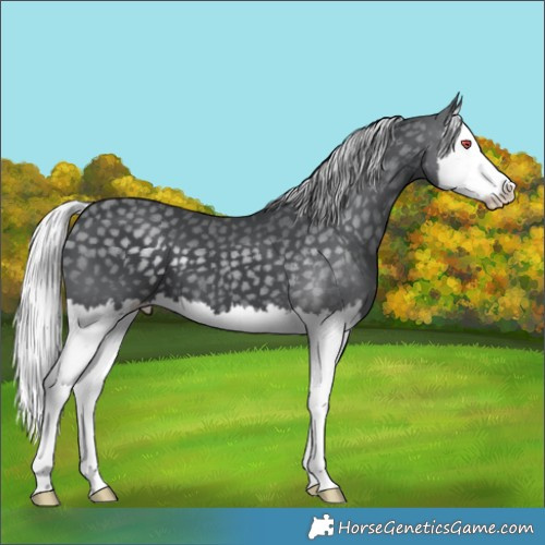 Horse Color:Silver Black Chinchilla Splash 