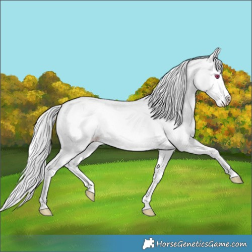 Horse Color:Silver Classic Champagne Chinchilla Onyx Splash 