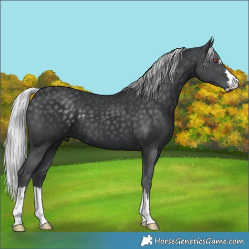 Horse Color:Silver Black Chinchilla 