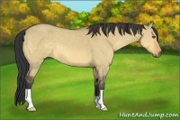 Horse Color:Buckskin Dun