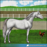 Horse Color:Grullo Varnish 
