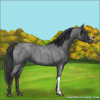 Horse Color:Blue Roan Varnish 