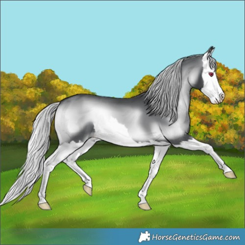 Horse Color:Silver Blue Onyx Chinchilla Splash 