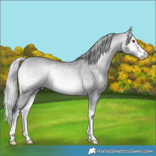 Horse Color:Silver Bay Chinchilla Onyx Sabino 
