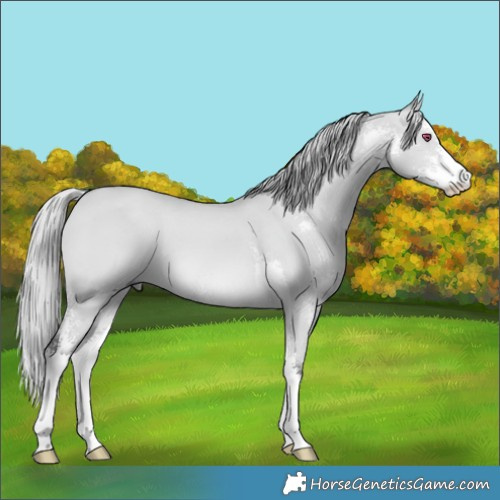 Horse Color:Silver Bay Chinchilla Dun Sabino 