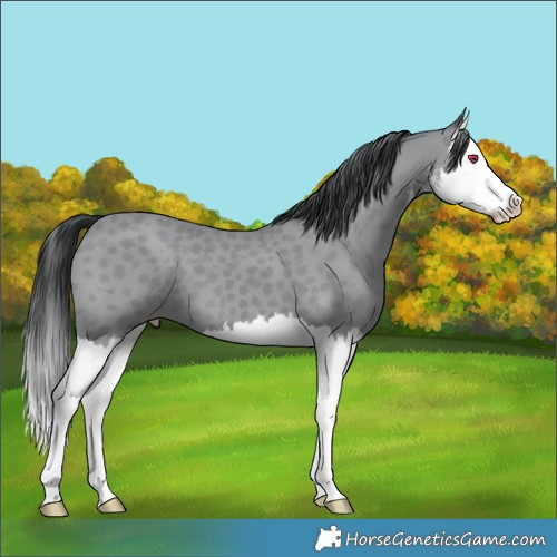 Horse Color:White Spotted Classic Champagne Chinchilla Splash 