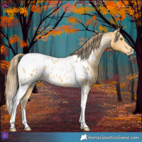 Horse Color:Amber Cream Champagne Ice Tobiano Near Leopard 