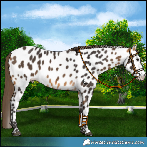 Horse Color:Buckskin Appaloosa 