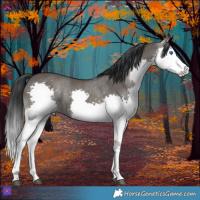Horse Color:Grullo Splash 