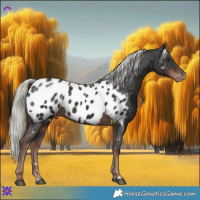 Horse Color:Liver Chestnut Mushroom Appaloosa 