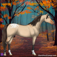 Horse Color:Bay Dun Appaloosa 