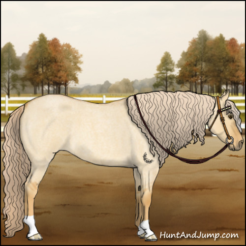 Horse Color:Palomino Roan Dun 