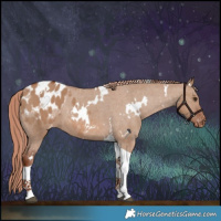 Horse Color:White Spotted Red Dun Tobiano Appaloosa 