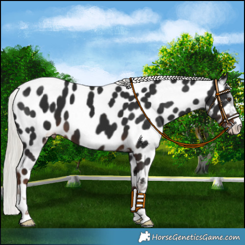 Horse Color:Liver Chestnut Mushroom Appaloosa