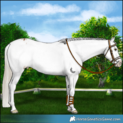 Horse Color:Chestnut Mushroom Appaloosa 