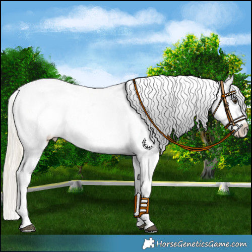 Horse Color:Liver Chestnut Mushroom Appaloosa 