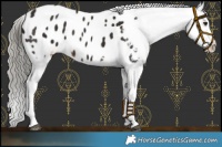 Horse Color:Liver Chestnut Mushroom Appaloosa 