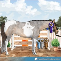 Horse Color:Buckskin Roan Tobiano 