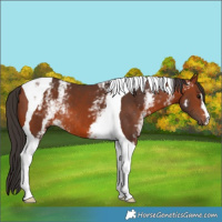 Horse Color:White Spotted Bay Tobiano 