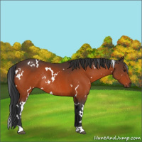 Horse Color:White Spotted Brown Rabicano 