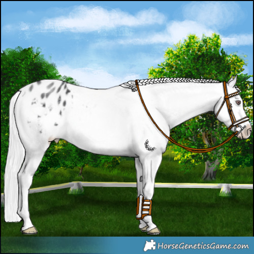 Horse Color:Silver Black Chinchilla Sabino Appaloosa 
