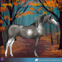 Horse Color:White Spotted Grullo Sabino 