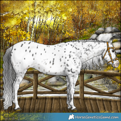 Horse Color:Platinum Black Sabino Appaloosa 