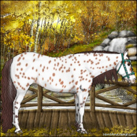 Horse Color:Chocolate Bay Roan Near Leopard 
