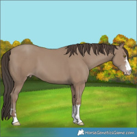 Horse Color:Classic Champagne 