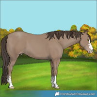 Horse Color:Classic Champagne 