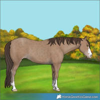 Horse Color:Classic Champagne 