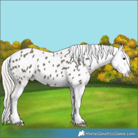 Horse Color:Silver Black Appaloosa