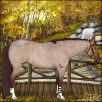 Horse Color:Chocolate Bay Roan Dun 