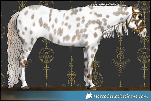 Horse Color:Chocolate Palomino Roan Appaloosa