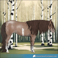 Horse Color:Classic Champagne Sabino 
