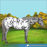 Horse Color:Smoky Black Near Leopard 