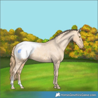 Horse Color:Gold Champagne Snowcap 