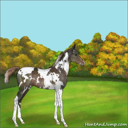 Horse Color:White Spotted Liver Chestnut Tobiano 