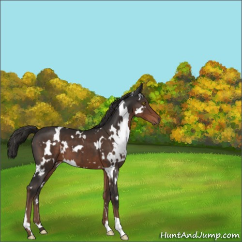 Horse Color:White Spotted Liver Chestnut 