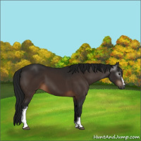 Horse Color:Gray White Spotted Brown