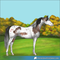 Horse Color:Brown Splash Tobiano Rabicano 