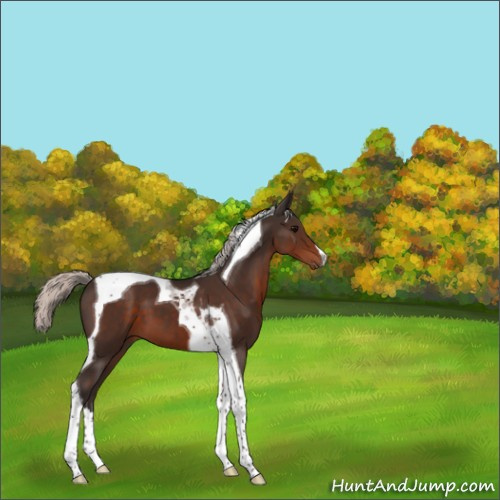 Horse Color:Silver Brown Tobiano 