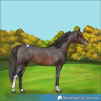 Horse Color:Brown Tobiano Varnish 