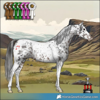 Horse Color:Brown Tobiano Appaloosa