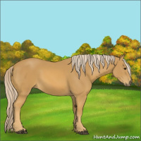 Horse Color:Palomino 