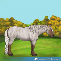 Horse Color:Silver Blue Roan 