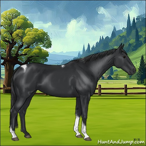 Horse Color:Black Tobiano Rabicano 