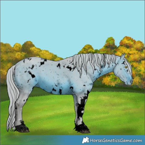 Horse Color:ERROR: UNKNOWN ANOMALY